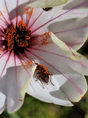 Monsonia speciosa