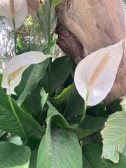 Spathiphyllum