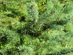 Picea