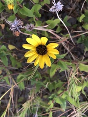 Helianthus debilis