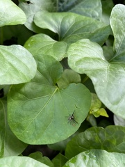 Coryphasia nigriventris