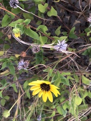 Helianthus debilis