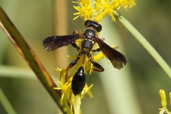 Isodontia exornata