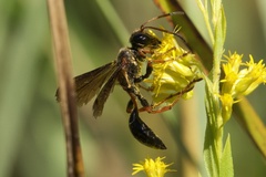Isodontia exornata