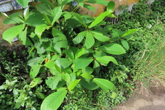Terminalia catappa