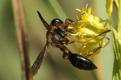 Isodontia exornata