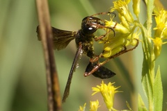 Isodontia exornata