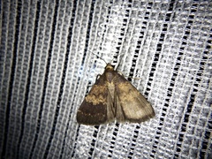 Hydrillodes lentalis