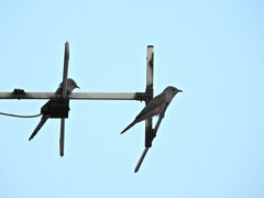 Cacomantis merulinus querulus