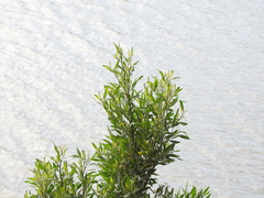 Tessaria integrifolia