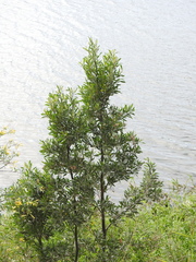 Tessaria integrifolia