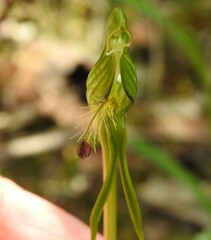 Pterostylis plumosa