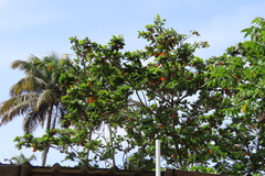 Terminalia catappa