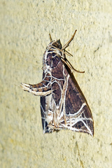 Ecliptopera rectilinea