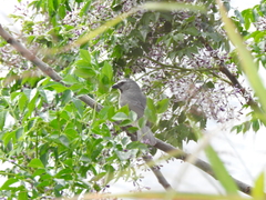 Saltator coerulescens