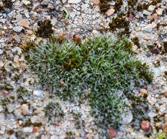 Grimmia pulvinata