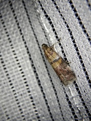 Conobathra tricolorella