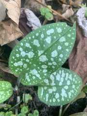 Pulmonaria