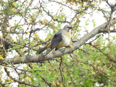 Saltator coerulescens