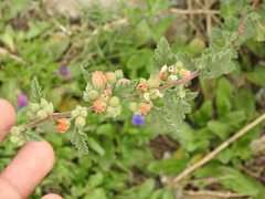 Sphaeralcea bonariensis