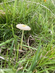 Agaricineae