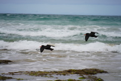 Haematopus fuliginosus