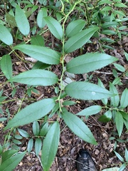 Leucothoe
