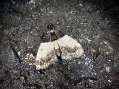 Stericta kogii