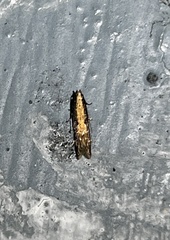 Elasmopalpus lignosella