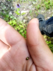 Coccinula quatuordecimpustulata