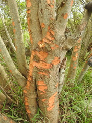 Sapium haematospermum