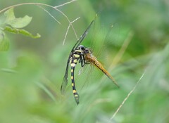 Ictinogomphus rapax