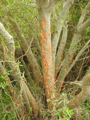 Sapium haematospermum