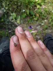 Coccinula quatuordecimpustulata