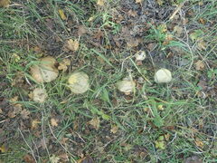 Suillus viscidus