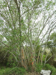 Sapium haematospermum