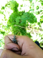 Rhagium mordax