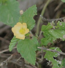 Sida abutifolia