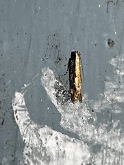 Elasmopalpus lignosella