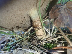 Suillus viscidus