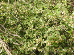 Lycium boerhaviifolium