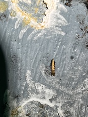 Elasmopalpus lignosella