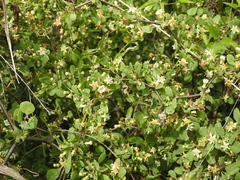 Lycium boerhaviifolium