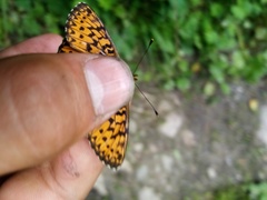 Boloria titania