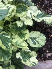 Brassica oleracea
