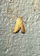 Parapoynx allionealis