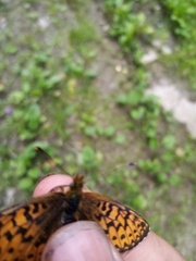 Boloria titania