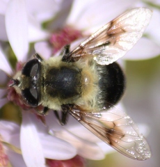 Eristalis anthophorina