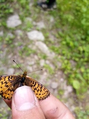 Boloria titania