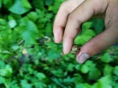Fruticicola fruticum